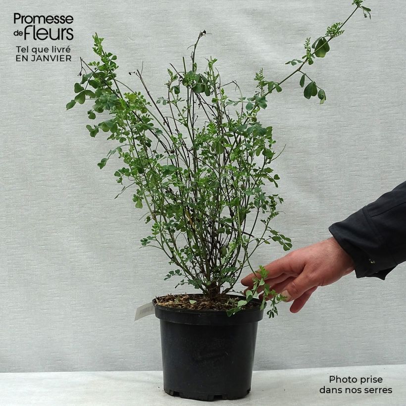 Coronilla valentina subsp. glauca 2L/3L pot sample as delivered in winter