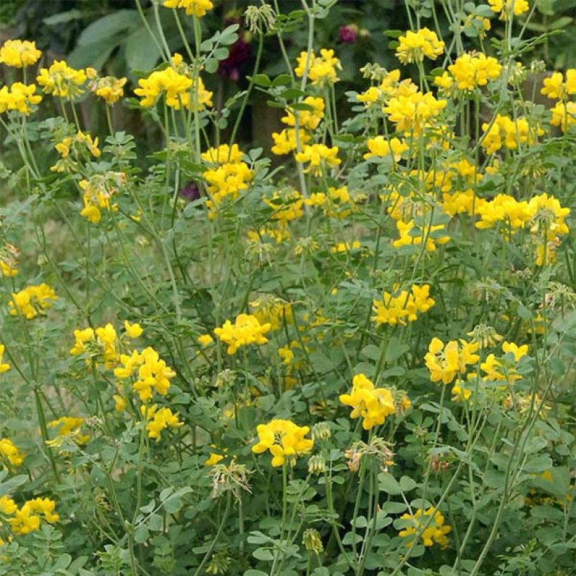 Coronilla valentina subsp. glauca Selection (Flowering)