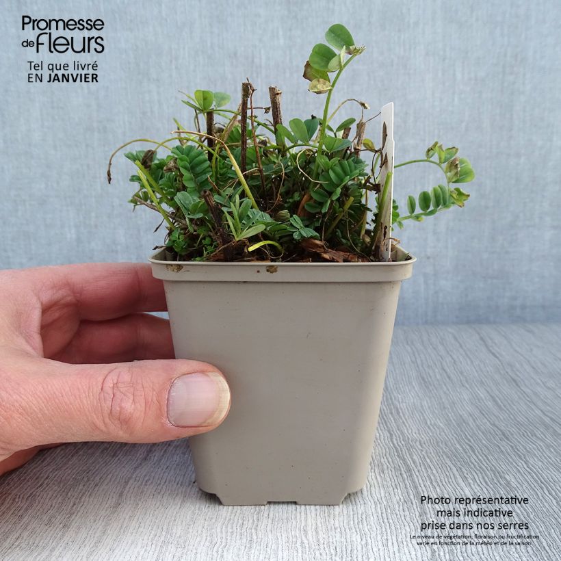 Coronilla varia 8/9 cm pot sample as delivered in winter