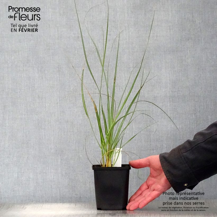 Cortaderia richardii - Compact Pampas Grass 8/9 cm pot sample as delivered in winter