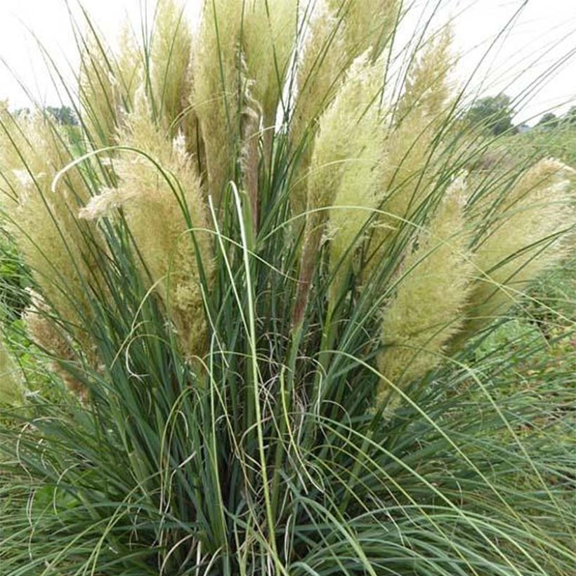 Cortaderia selloana Evita - Pampas Grass (Flowering)