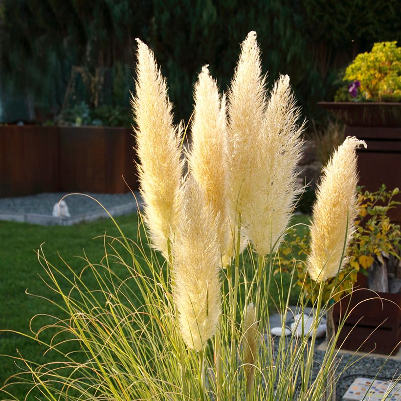Cortaderia selloana Mini Pampas - Pampas Grass (Flowering)