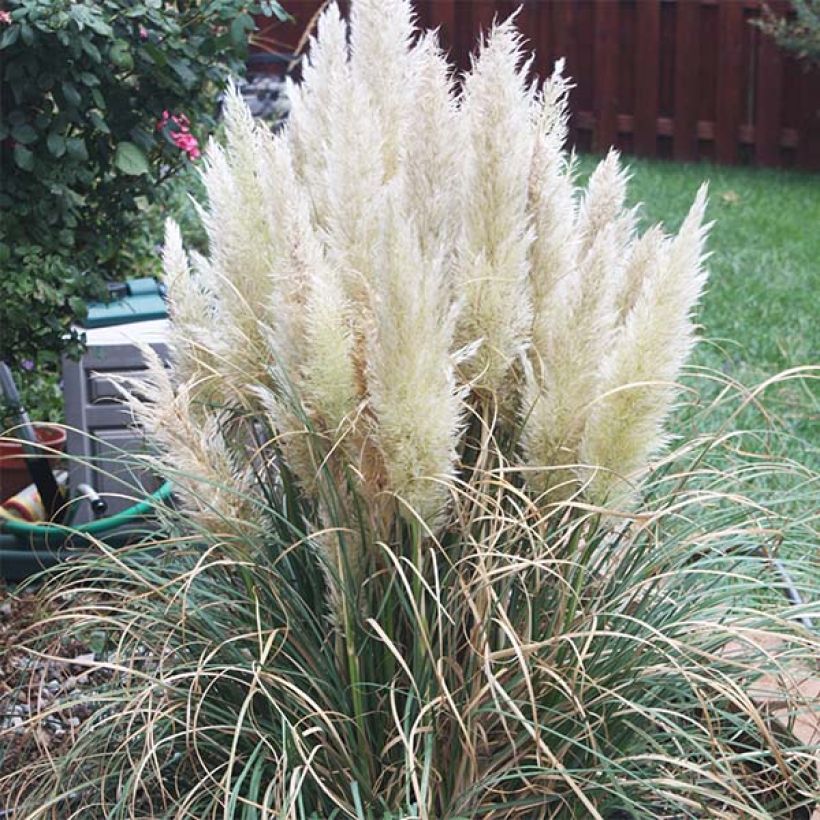 Cortaderia selloana Pumila (Flowering)