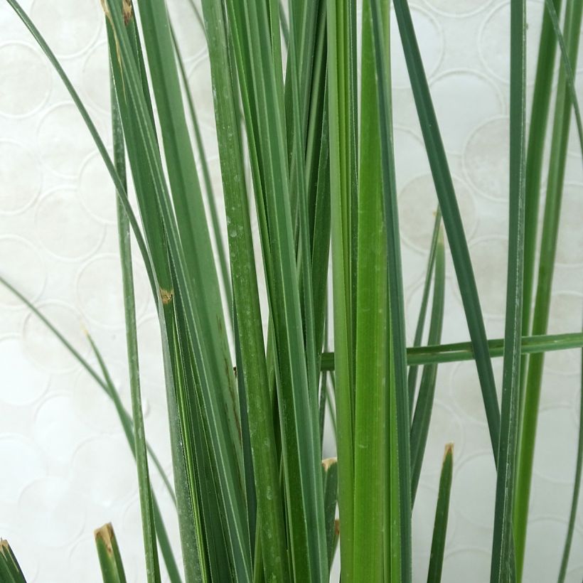 Cortaderia selloana Pumila (Foliage)
