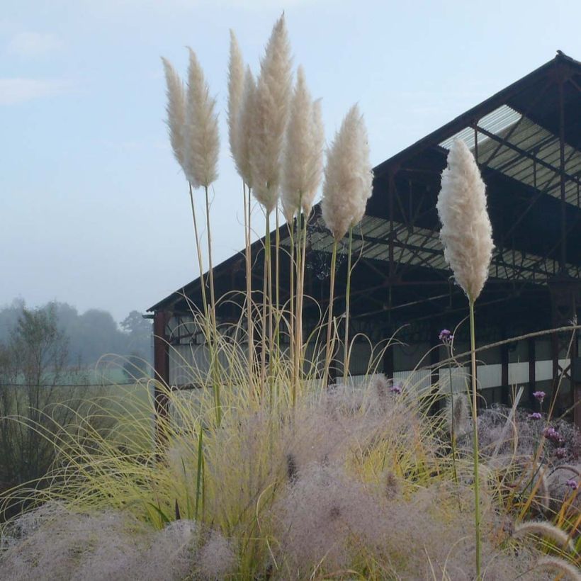 Cortaderia selloana Splendid Star - Pampas Grass (Flowering)