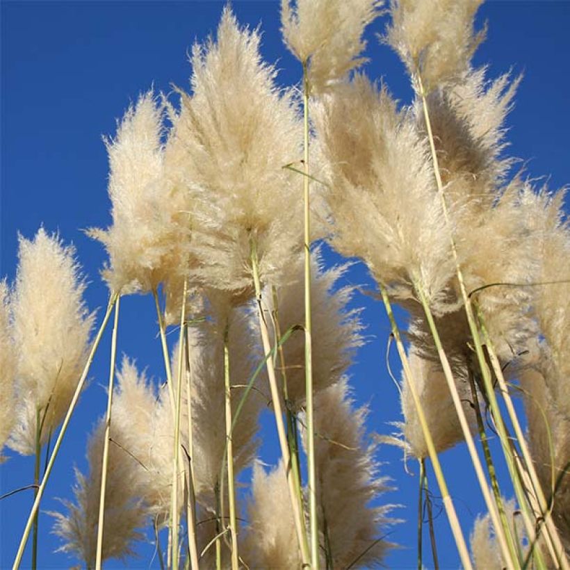 Cortaderia selloana Sunningdale Silver -Pampas Grass (Flowering)