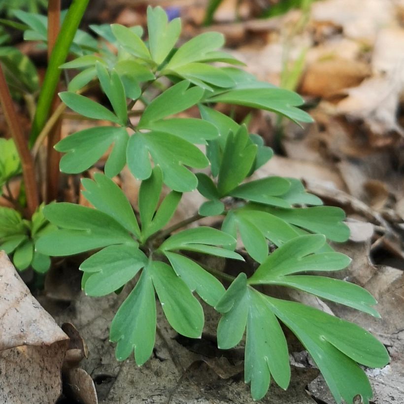 Corydalis - Common Fumitory (Foliage)