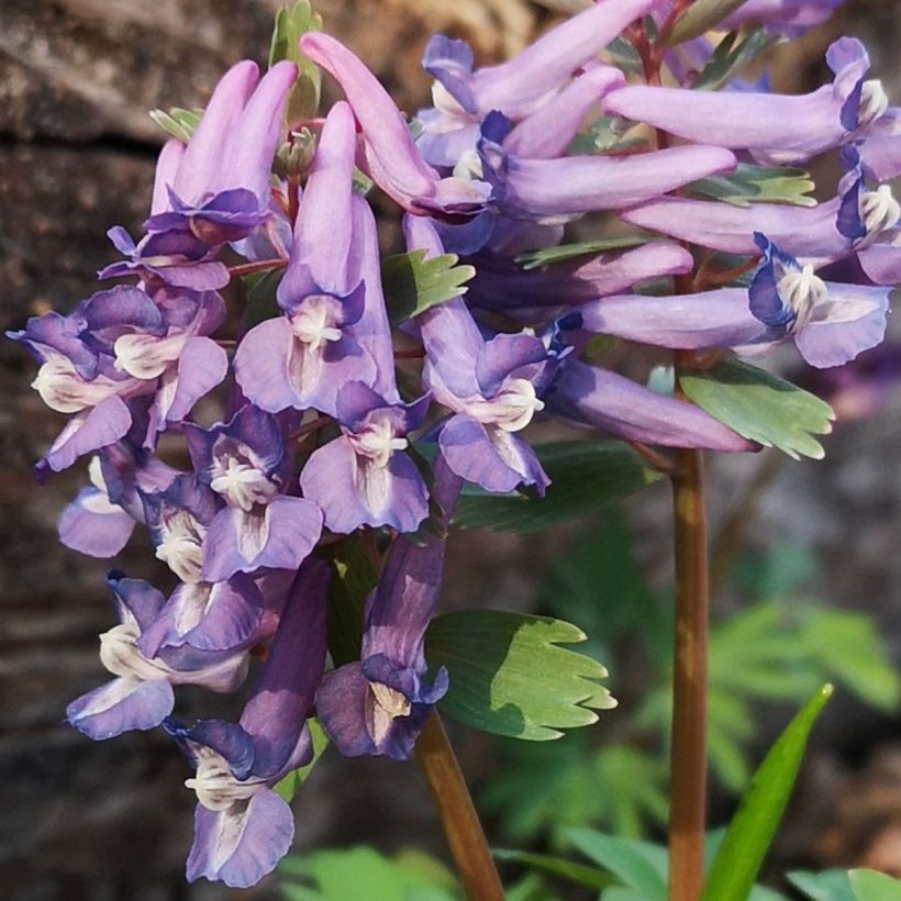 Corydalis - Common Fumitory (Flowering)