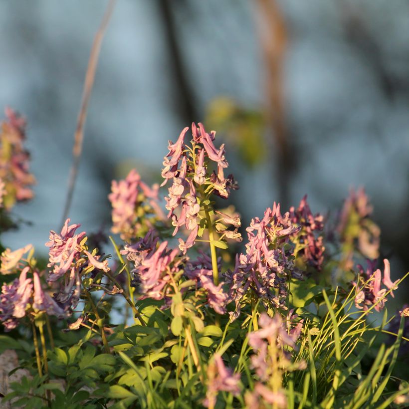 Corydalis solida Beth Evans (Plant habit)