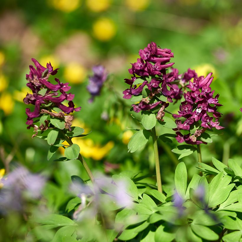 Corydalis solida Purple Bird (Plant habit)