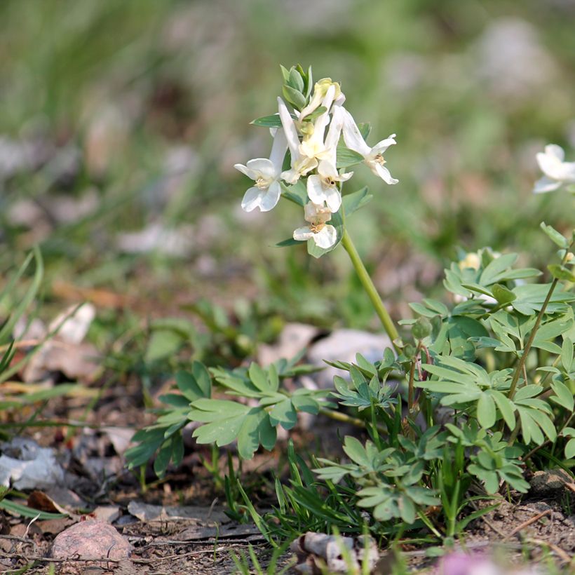 Corydalis solida White Swallow (Plant habit)