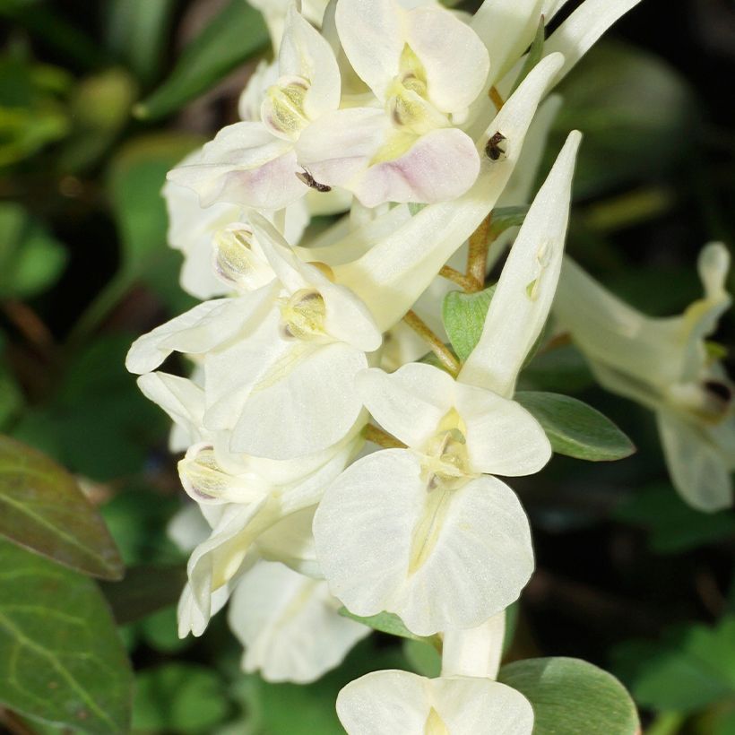 Corydalis solida White Swallow (Flowering)