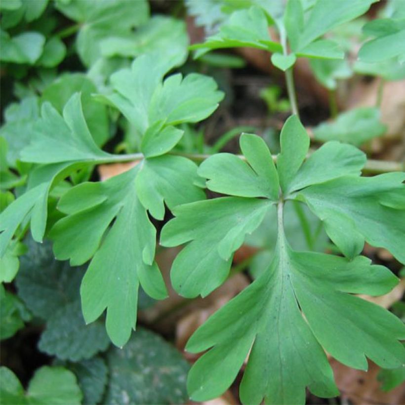 Corydalis Blackberry Wine - Hybrid Corydalis (Foliage)
