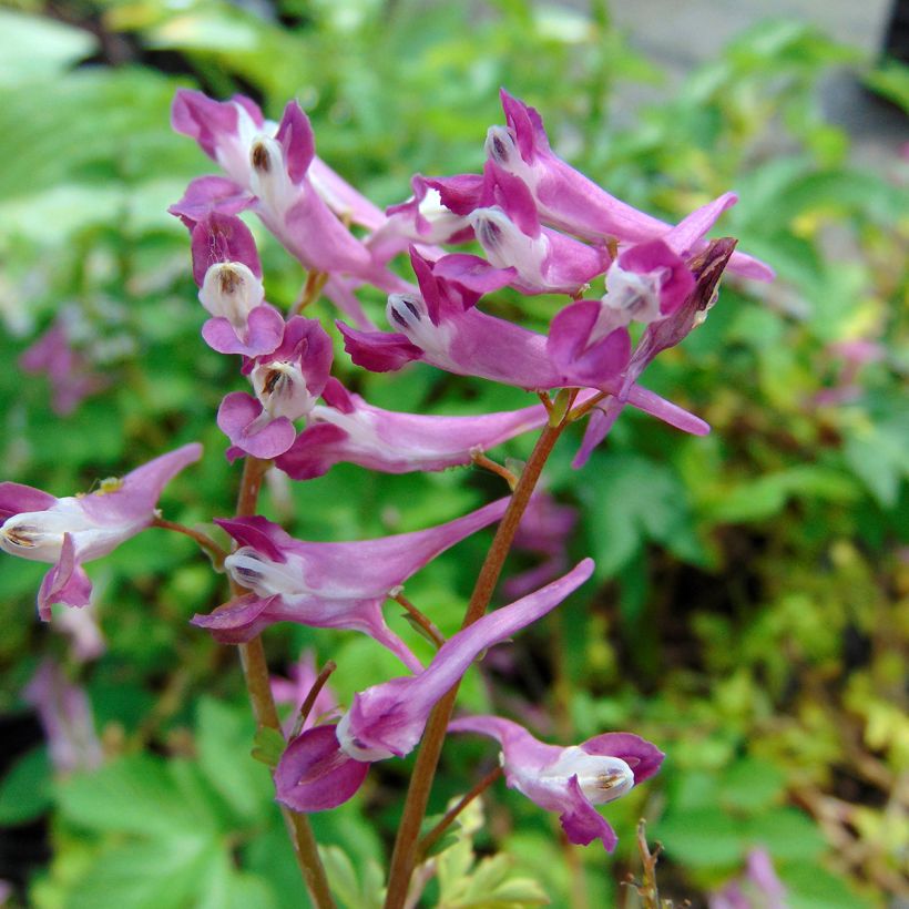 Corydalis Blackberry Wine - Hybrid Corydalis (Flowering)