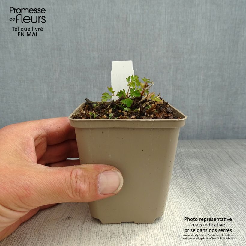 Corydalis Blackberry Wine - Hybrid Corydalis 8/9 cm pot sample as delivered in spring