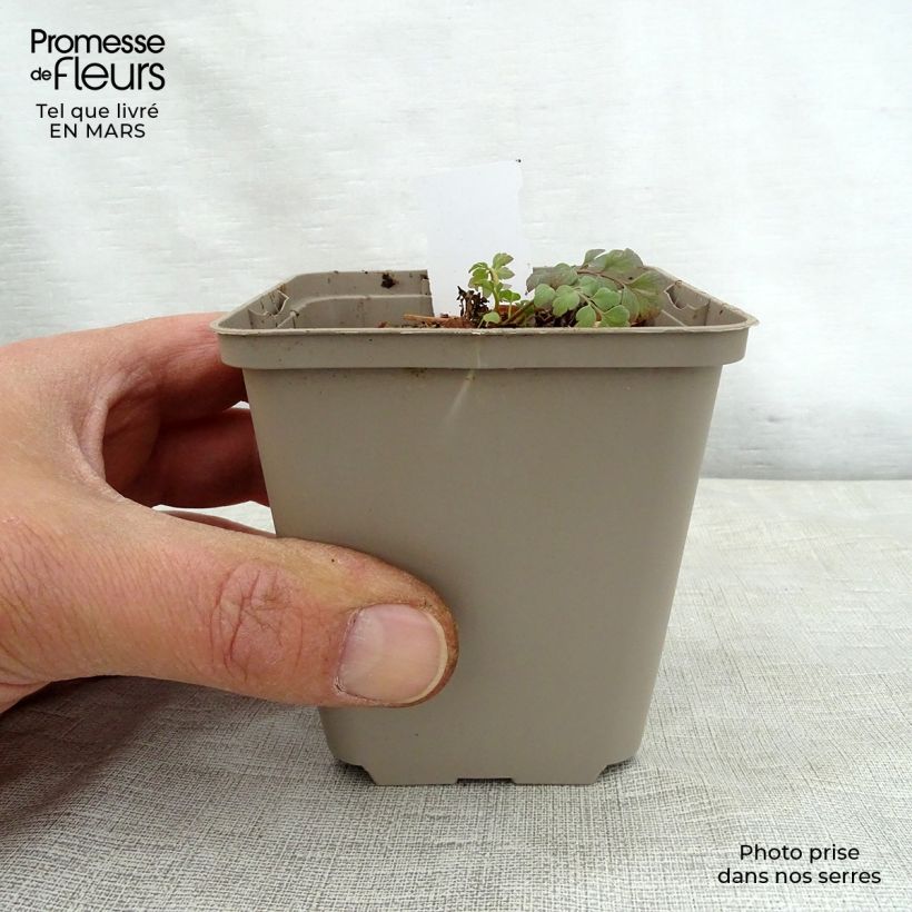 Corydalis Canary Feathers - Hybrid Corydalis 8/9 cm pot sample as delivered in spring