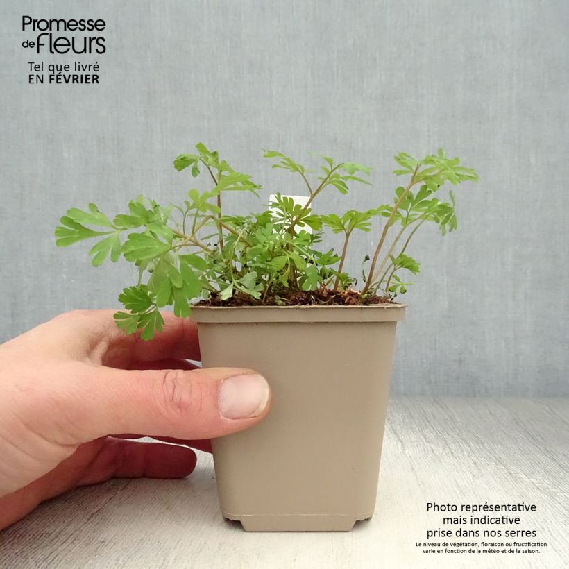 Corydalis Craigton Blue 8/9 cm pot sample as delivered in winter