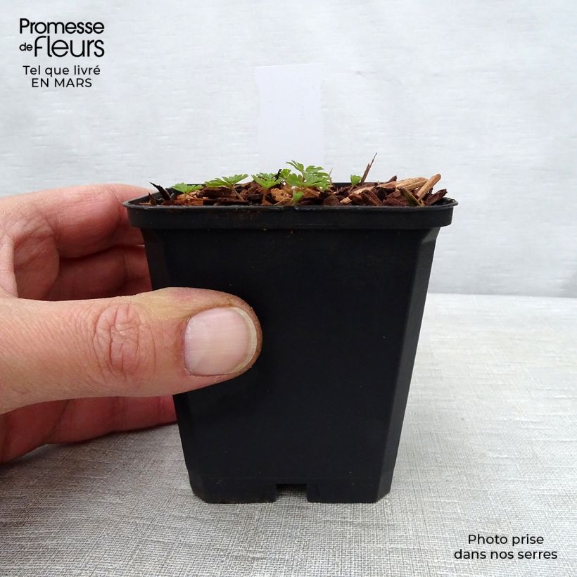 Corydalis Craigton Blue 8/9 cm pot sample as delivered in spring