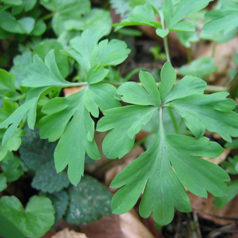 Corydalis solida Purple Bird (Foliage)
