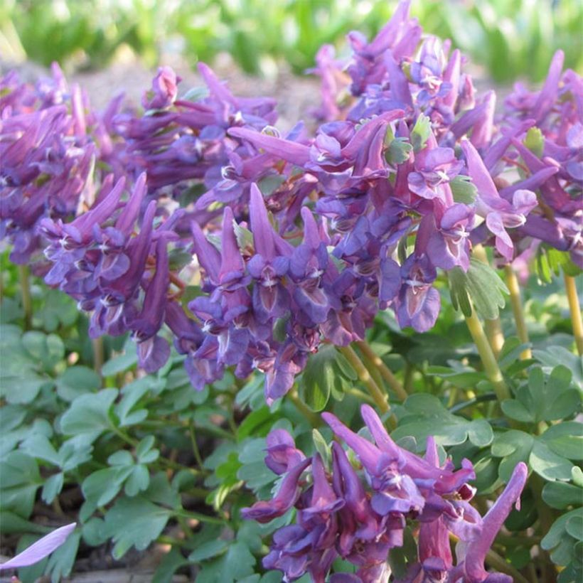 Corydalis solida Purple Bird (Flowering)