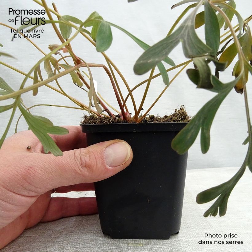 Corydalis flexuosa Porcelain Blue 8/9 cm pot sample as delivered in spring