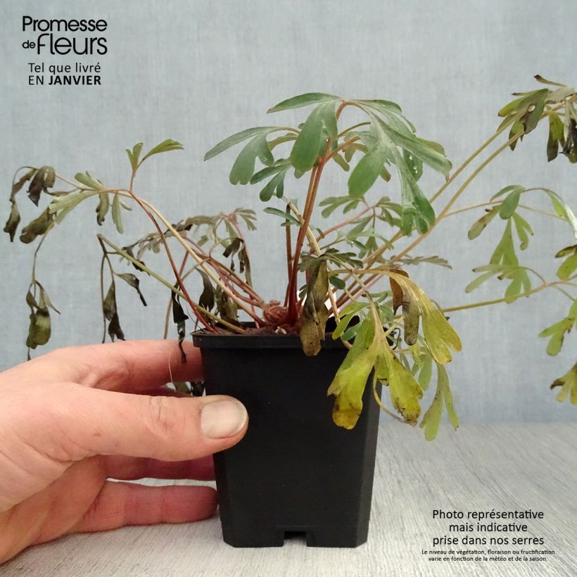 Corydalis flexuosa Porcelain Blue 8/9 cm pot sample as delivered in winter