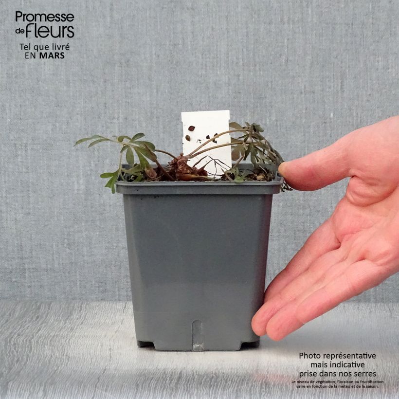 Corydalis flexuosa Porcelain Blue 1L/1.5L pot sample as delivered in spring