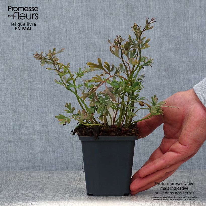 Corydalis flexuosa Purple Leaf 8/9 cm pot sample as delivered in spring