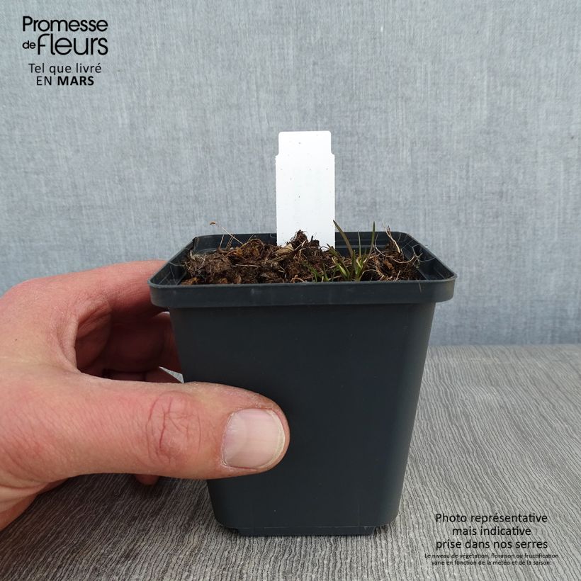 Corydalis flexuosa Purple Leaf 8/9 cm pot sample as delivered in winter