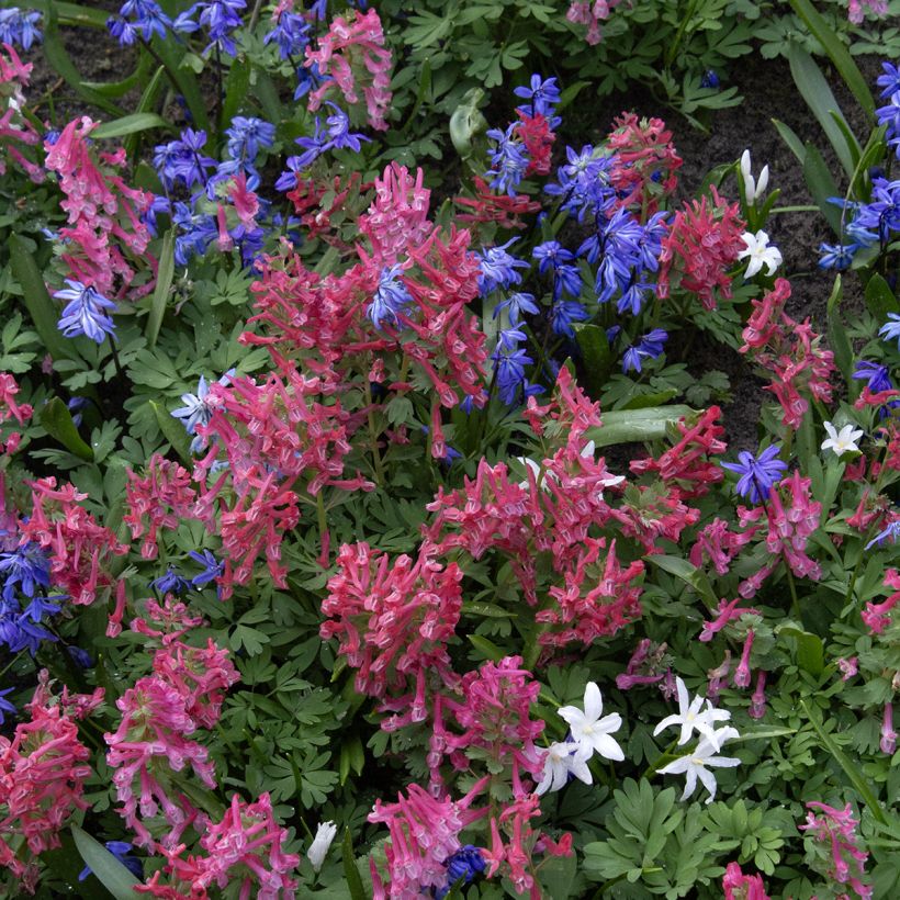 Corydalis solida G.P. Baker (Plant habit)