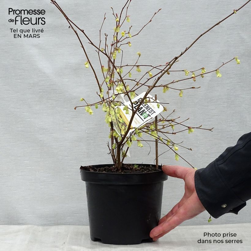 Corylopsis pauciflora 2L/3L pot sample as delivered in spring