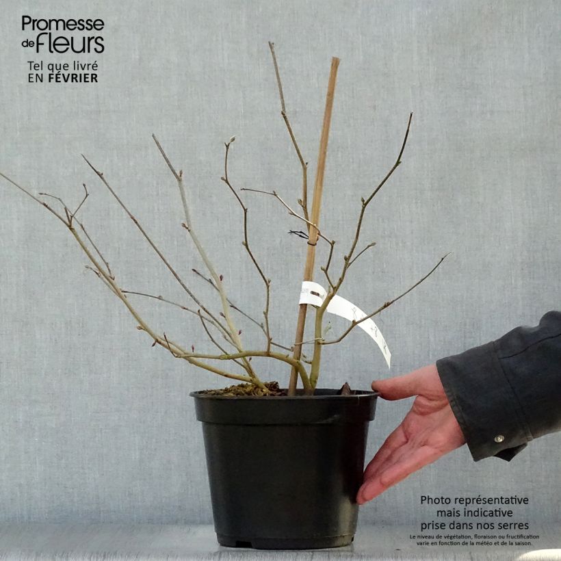 Corylopsis sinensis var. sinensis Spring Purple 2L/3L pot sample as delivered in winter