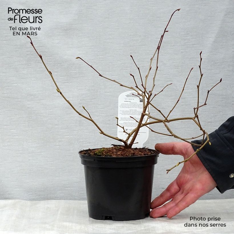 Corylopsis sinensis var. sinensis Spring Purple 2L/3L pot sample as delivered in spring