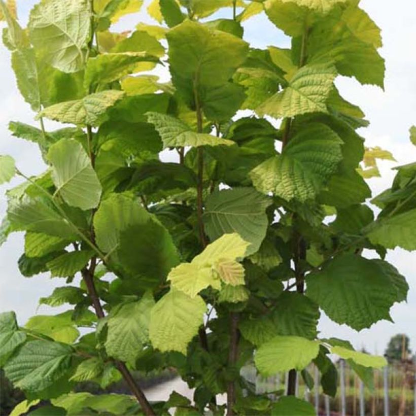 Corylus avellana Aurea - Common Hazel (Foliage)