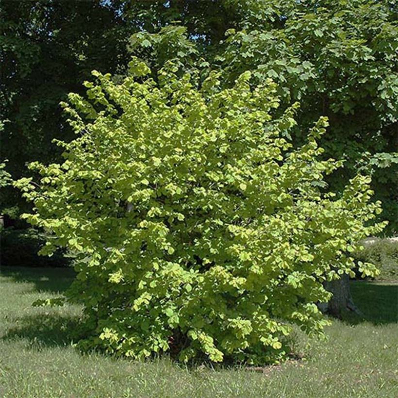 Corylus avellana Aurea - Common Hazel (Plant habit)