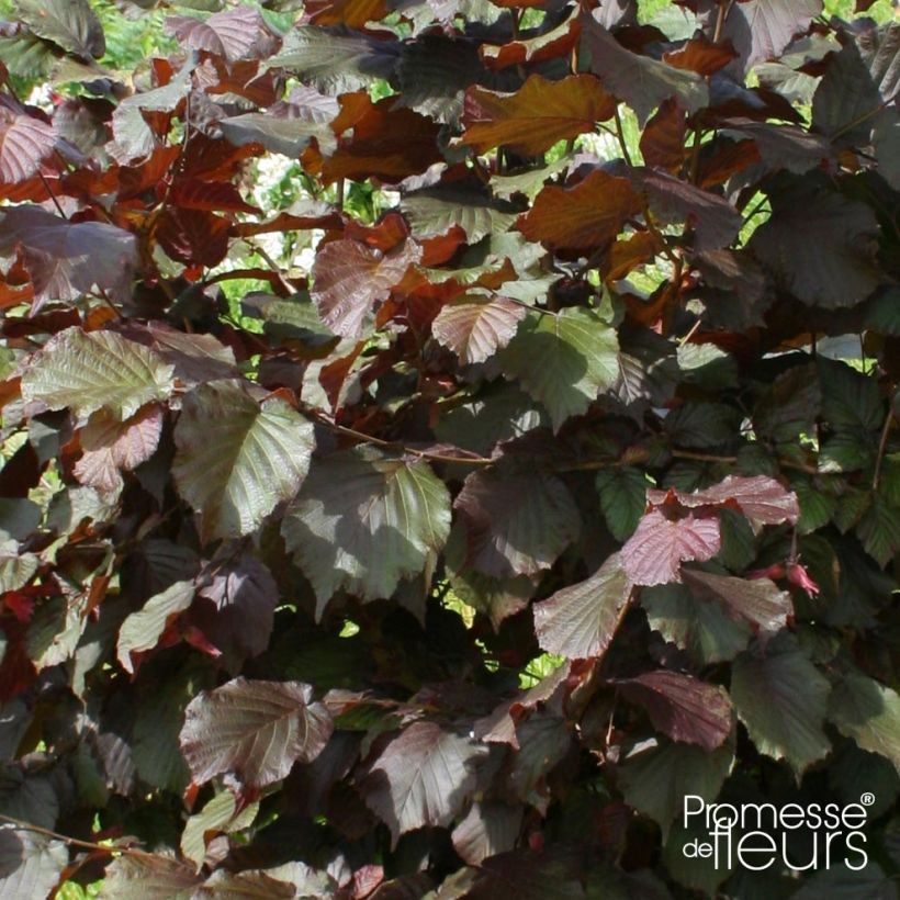 Corylus avellana Rode Zellernoot - Common Hazel (Foliage)