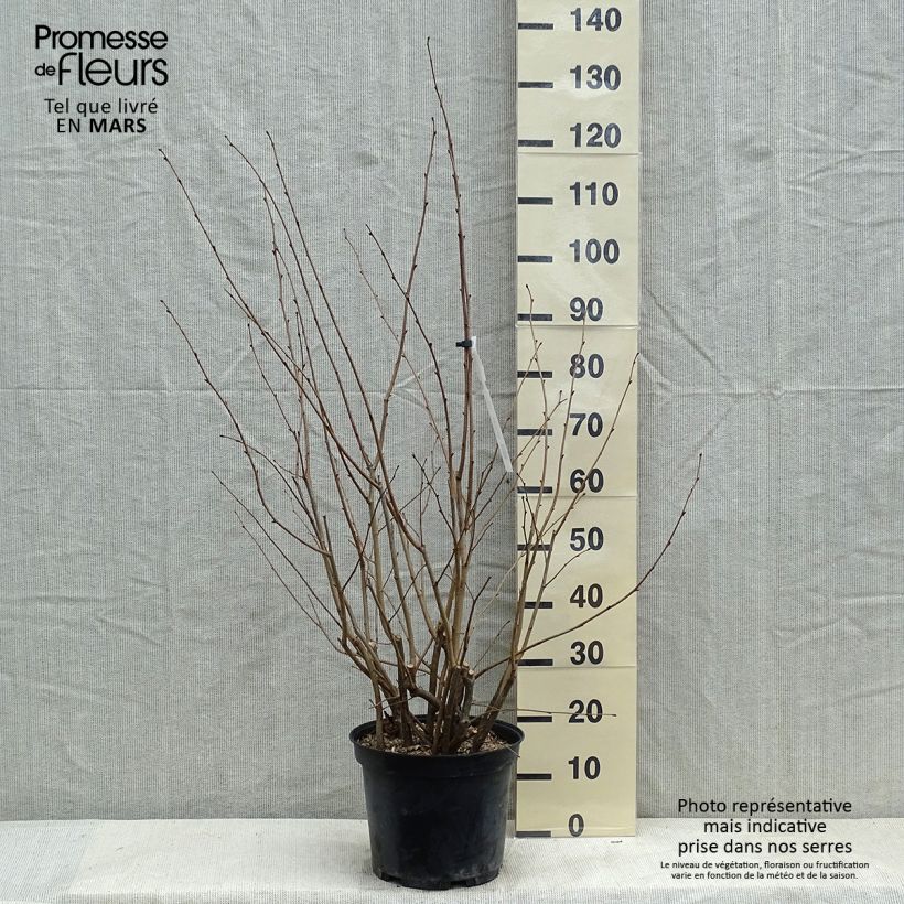 Corylus avellana Rode Zellernoot - Common Hazel 7.5L/10L pot sample as delivered in winter