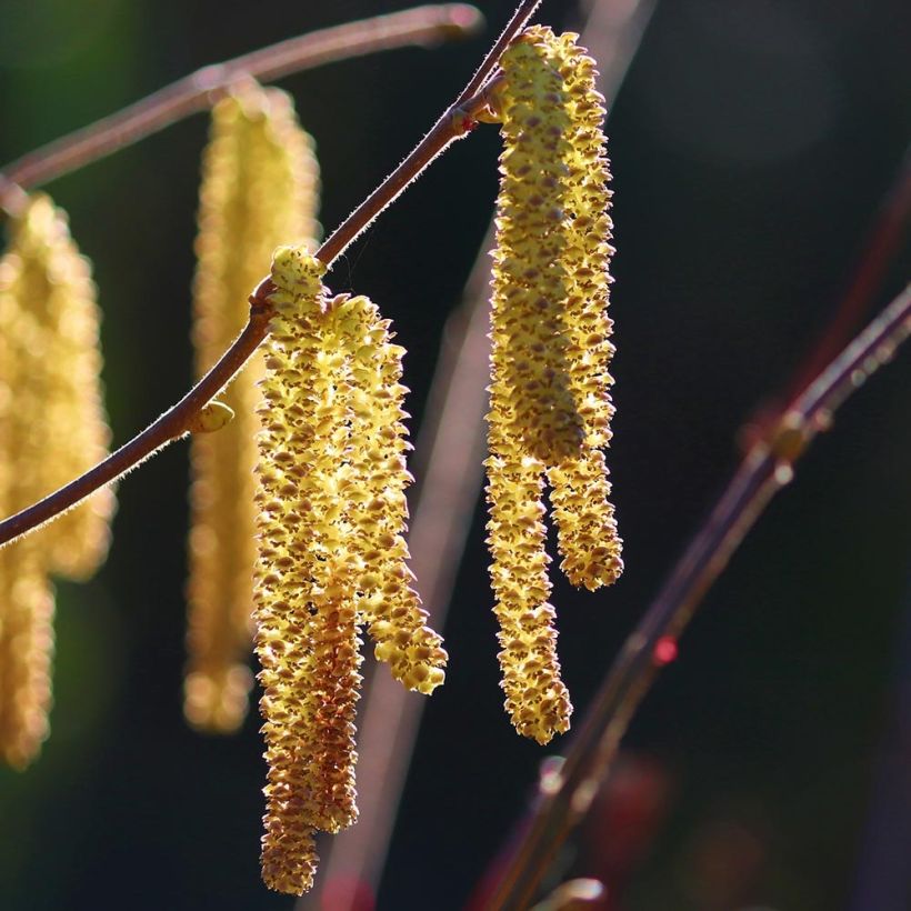 Corylus avellana Webbs Prize Cobb - Common Hazel (Flowering)