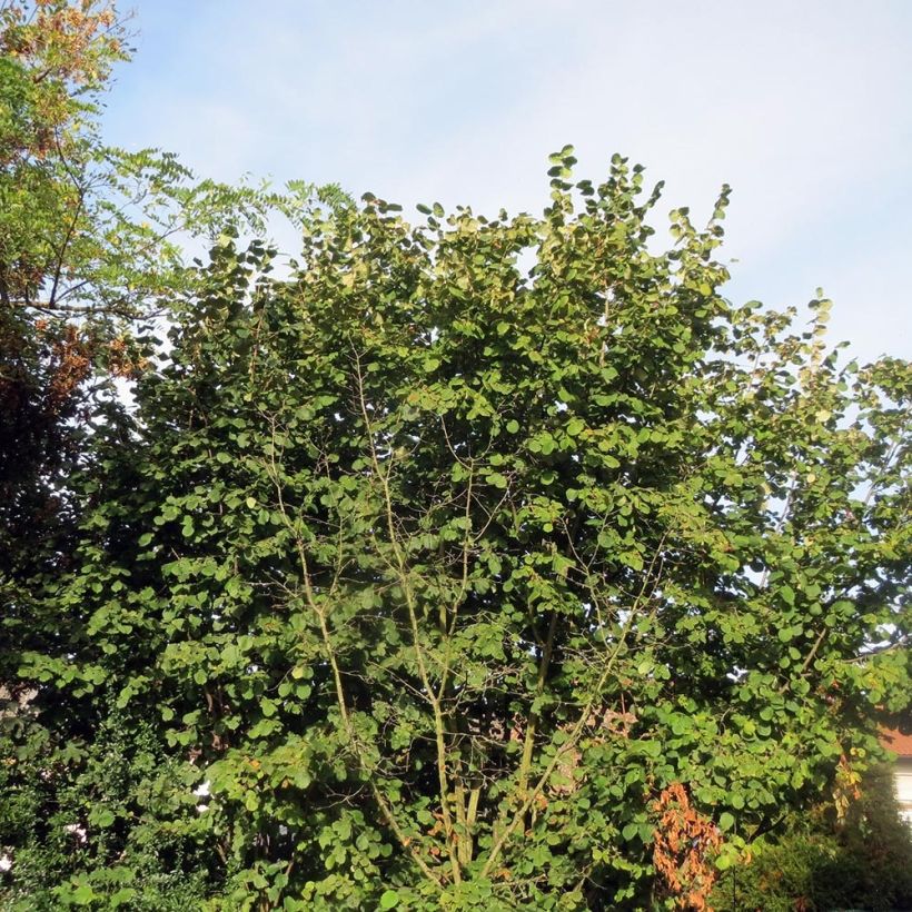 Corylus avellana Webbs Prize Cobb - Common Hazel (Plant habit)