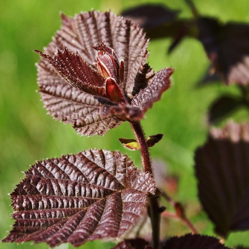Corylus maxima Purpurea - Red Filbert (Foliage)