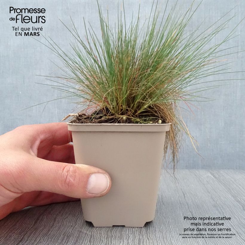 Corynephorus canescens Spiky Blue - Sand fescue 8/9 cm pot sample as delivered in spring
