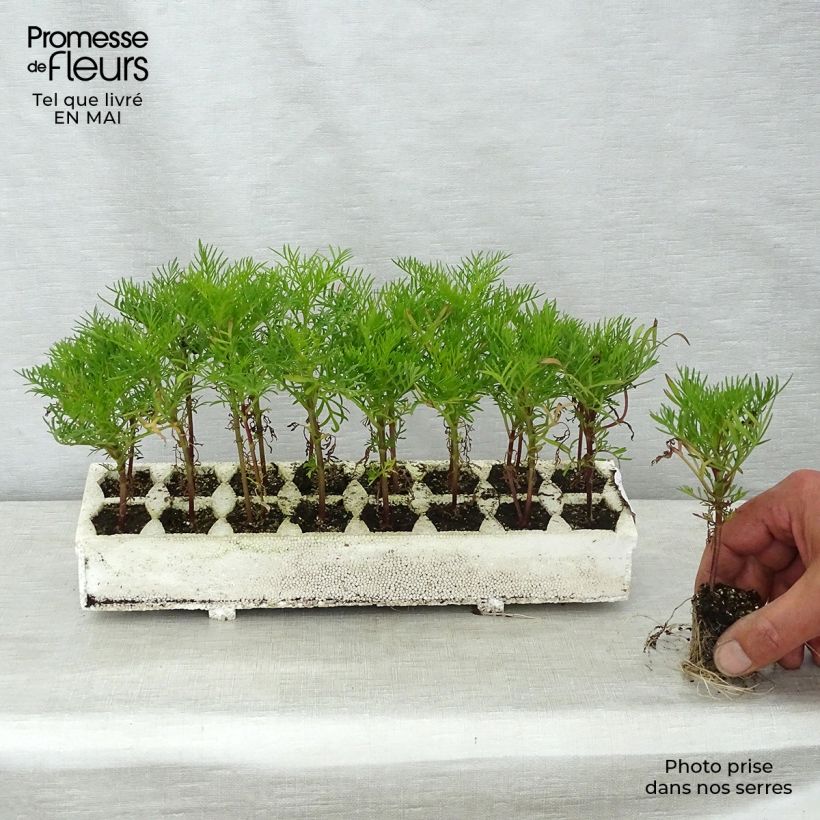 Cosmos Rubenza Carmine Red plugs - Garden Cosmos Plug plants 3.8 x 3.2cm - Tray of 16 sample as delivered in spring