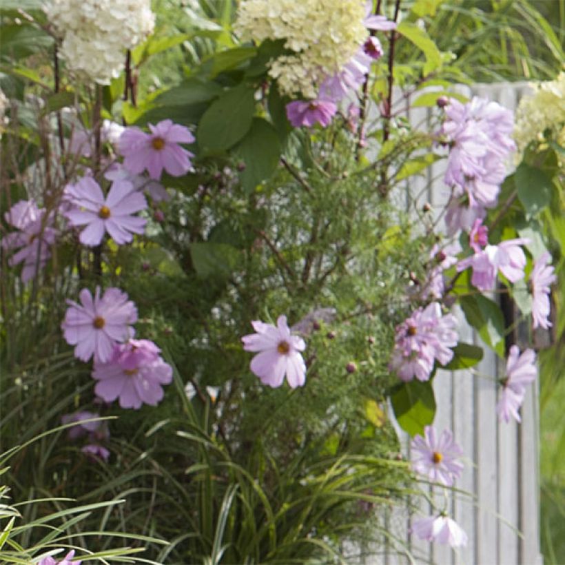 Cosmos bipinnatus Sonata Light Pink (Flowering)