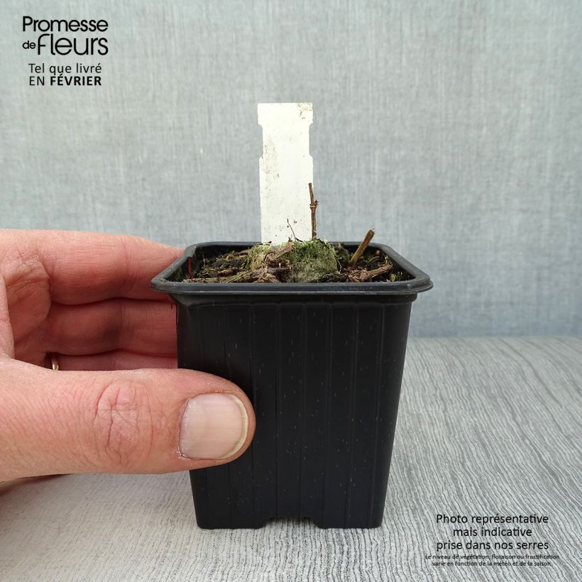 Cosmos atrosanguineus Chocamocha 7/8 cm pot sample as delivered in winter