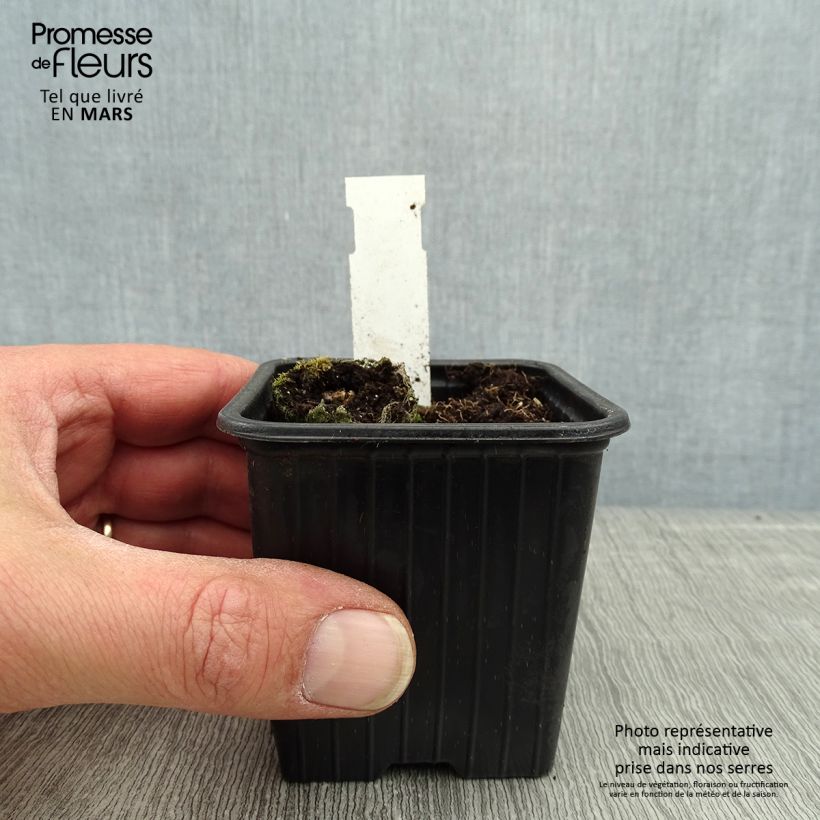 Cosmos atrosanguineus Chocamocha 7/8 cm pot sample as delivered in spring