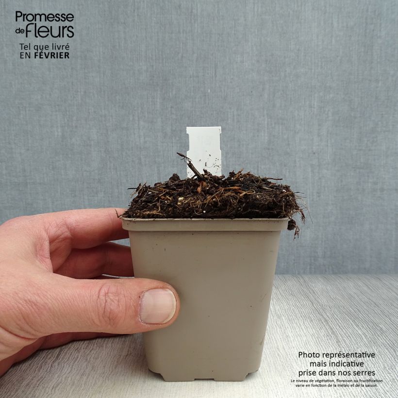 Cosmos atrosanguineus Eclipse - Chocolate Cosmos 8/9 cm pot sample as delivered in winter