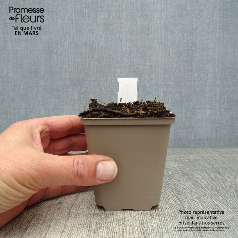 Cosmos atrosanguineus Eclipse - Chocolate Cosmos 8/9 cm pot sample as delivered in spring