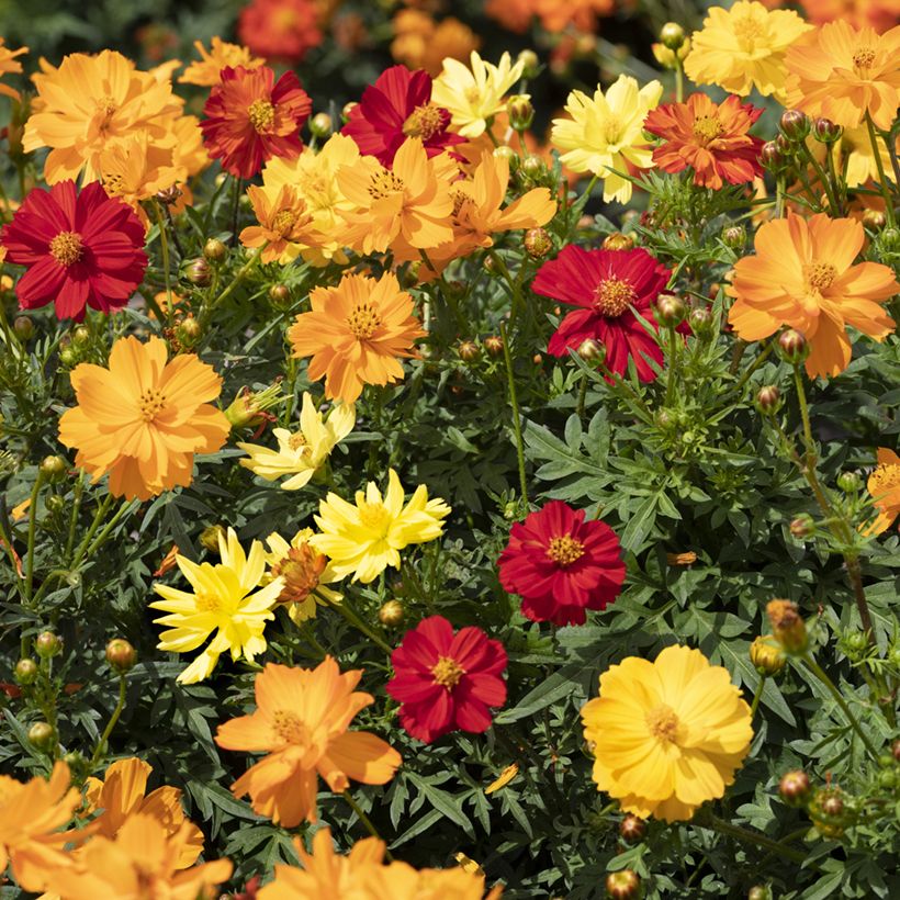 Cosmos Brightness Mixed Seeds - Cosmos sulphureus (Flowering)