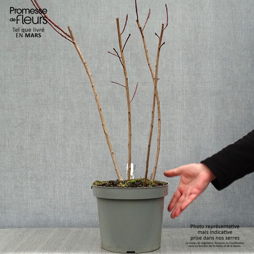 Cotinus Grace - Smoke Bush 7.5L/10L pot sample as delivered in winter
