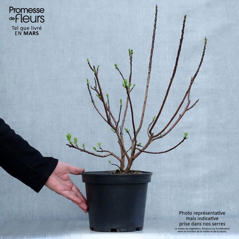 Cotinus coggygria Smokey Joe - Smoke Bush 3L/4L pot sample as delivered in spring